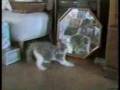 I gatti di germano