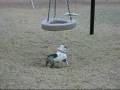 videos de Bulldog Vs. Tire Swing