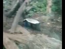 funny zoo animal