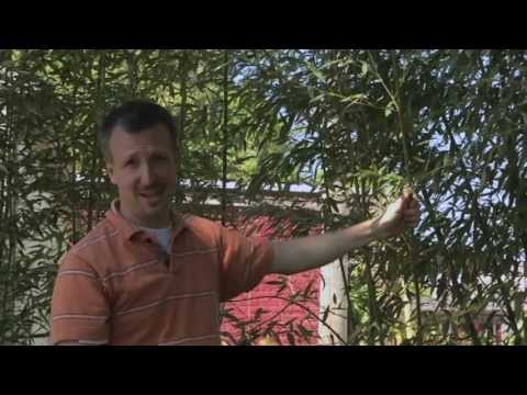 how to grow vegetables dvd