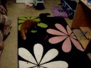 Kitties+Laser Pointer=Fun