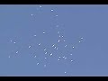 Aves a media ciudad de México, tan altas como un avión ¿? Aves a media ciudad de México, tan altas como un avión ¿?