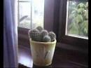 the cactus