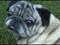 Dramatic Pug