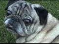 Dramatic Pug