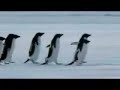 Animal Brethren