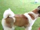 Danti`s Living Legend by Stecal......Mason, a seven month old akita