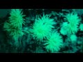 The Zephyrs - So Called Beau