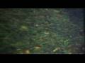 The Zephyrs - So Called Beau