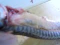 Dissection d\