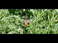 Beetle takeoff filmed with highspeed camera Beetle takeoff filmed with highspeed camera