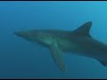 Diving with Sharks, revillagigedo Solmar V