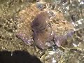 Scritti di Mare: La Regina del Mare Sardo