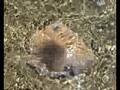 Scritti di Mare: La Regina del Mare Sardo