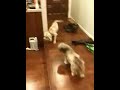 Dog barking on thanksgiving