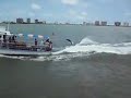 surfing-dolphins.html