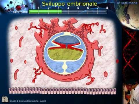 embriologia -
