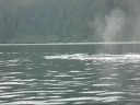 2008 (07) Alaska (Humpback Whale) TATC