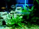 T-Barb with Opaline Gourami and Rosey Barbs
