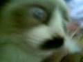 gata con bigote