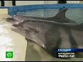 Видеоновость Краснодарский край. Дельфины Юнона и Красавчик будут лечить детей