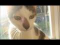videos de Wallace!