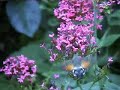 Morosphinx (Macroglossum stellatarum) en vol stationnaire