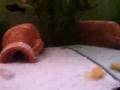MY AQUARIUM PLATY GUPPY.Platy,guppy(lepistes),rasbora, çöpçü