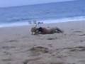videos de Sexo na praia parte 1