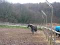 Diego und Bombi 2