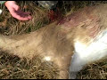 How to Hunt Deer : Where to Shoot a Deer for Deer Hunting
