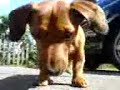 dacshund dacshund