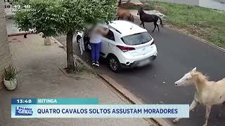 Ibitinga: Quatro cavalos soltos assustam moradores