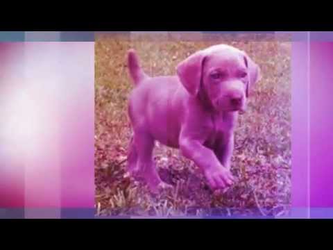 how to train weimaraner puppies