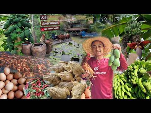 เกษตรผสมผสานในพื้นที่​ 1 ไร่ วางแผนได้ยอดเยี่ยมสุดๆ​ ตลาดสดข้างบ้านชัดๆ​ ก่อนลงมือควรมีอะไรบ้าง