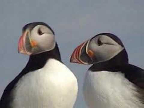 Cap'n Fish's Puffin Cruise