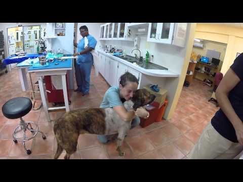YouTube: este perro que lucha contra el cáncer te conmoverá