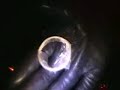 sti SSQV BOV condom blow sti SSQV BOV condom blow