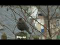 videos de 25p test Sony HDR FX 1000