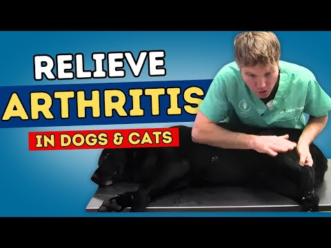 how to relieve arthritis in dogs