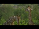 Gay Giraffe Dance Gay Giraffe Dance