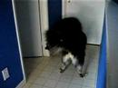 PuppyPower vs NotSoPuppy