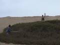 videos de hawking ground doves with a bicolored hawk