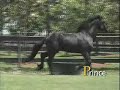 Prince | Black Friesian Stallion for Sale | Gypsymvp.com Prince | Black Friesian Stallion for Sale | Gypsymvp.com