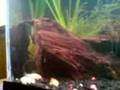 mini-s-fish-tank