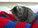 Kitty Masseur Kitty Masseur