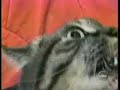 Cat Gibberish