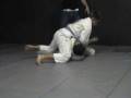 videos de Nick Kielbratowski vs Steven Greencorn