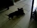 kilsi jugando al jinete con su peluche