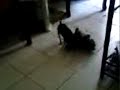 kilsi jugando al jinete con su peluche